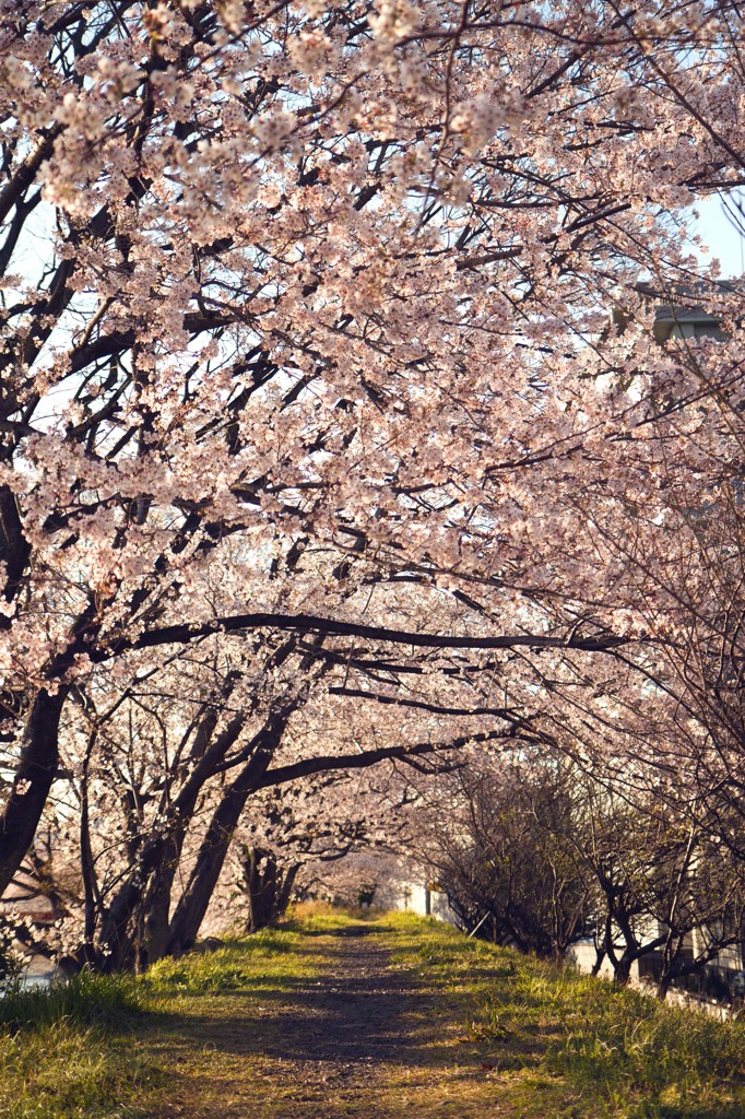 桜道