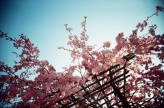 清水の桜