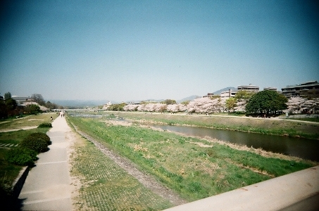 春の鴨川