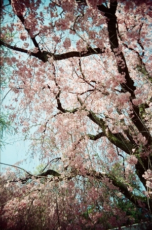 二条城の桜