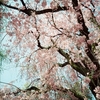 二条城の桜