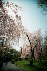 二条城の庭園