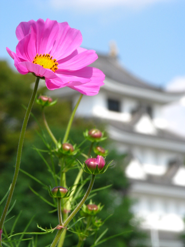 秋桜