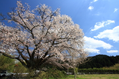 石割桜