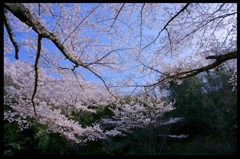 桜な日々。