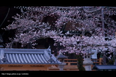 お寺 x 桜。 < I >