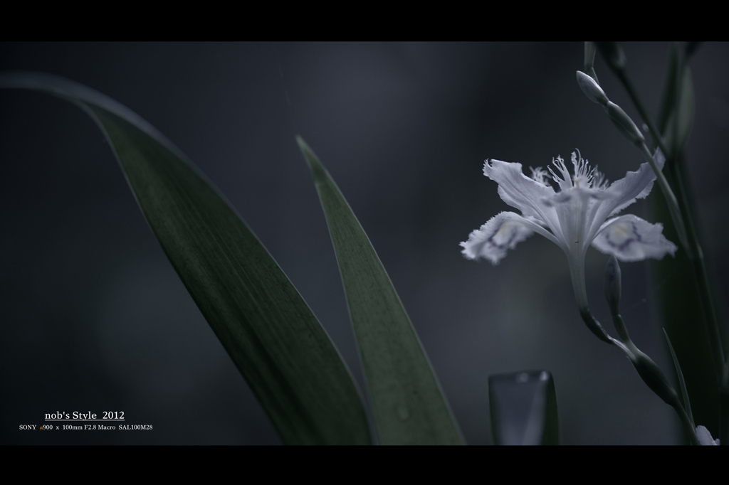 Fringed iris。