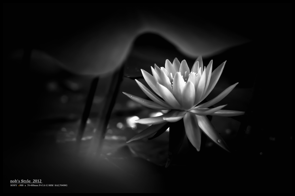 孤高の華。