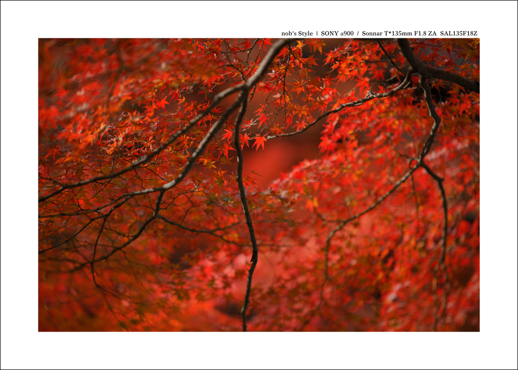 京都 | 秋の旅路　 07
