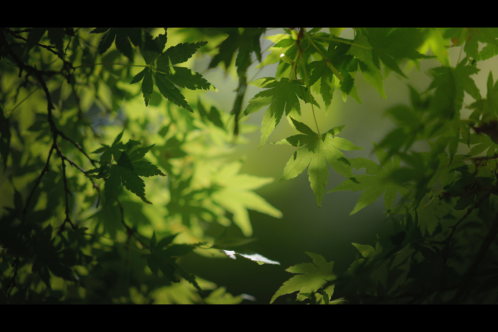 Green day #01