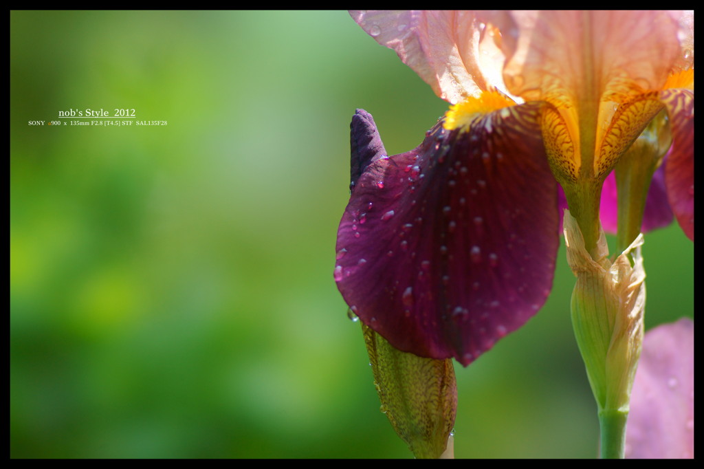 German iris。