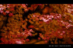 2011 紅葉