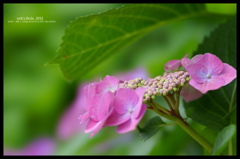 2012紫陽花　17