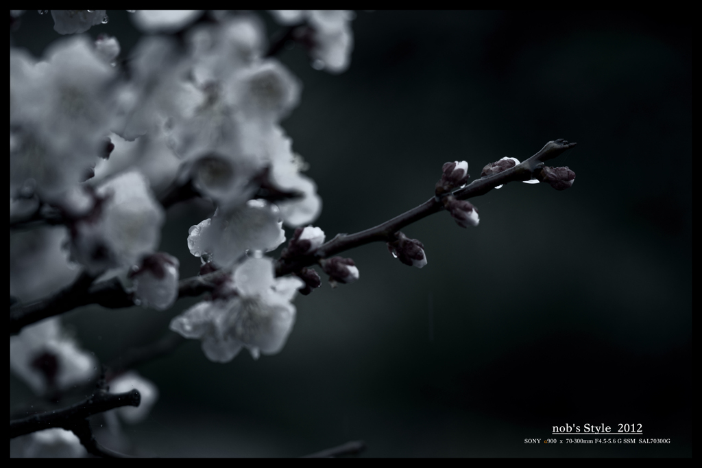 雨の事情。 < II >