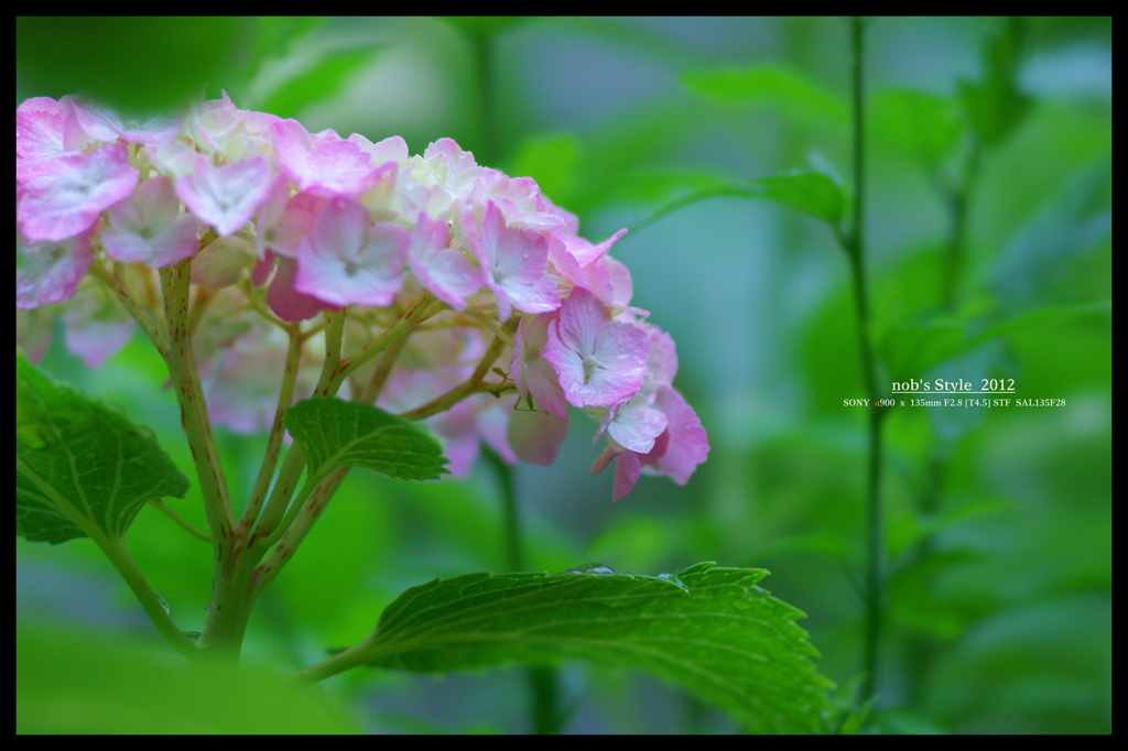 2012紫陽花　04