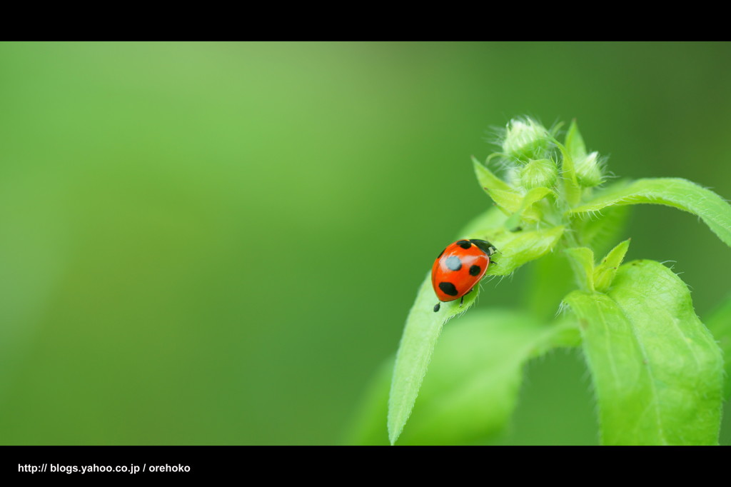 ladybird。