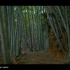 冬の竹林。