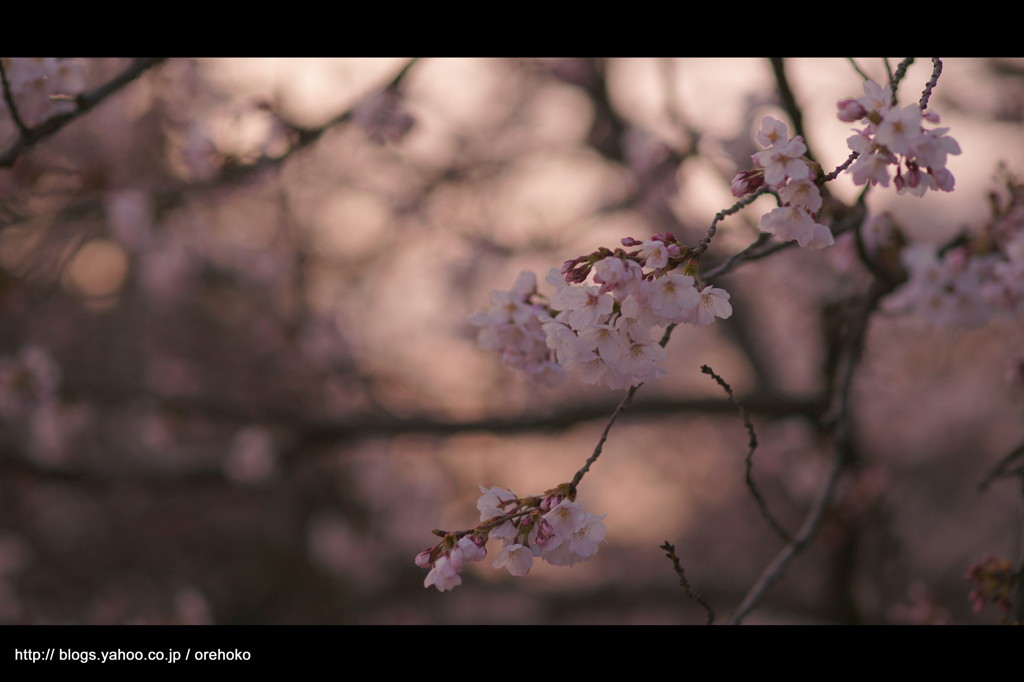 夕暮れ。