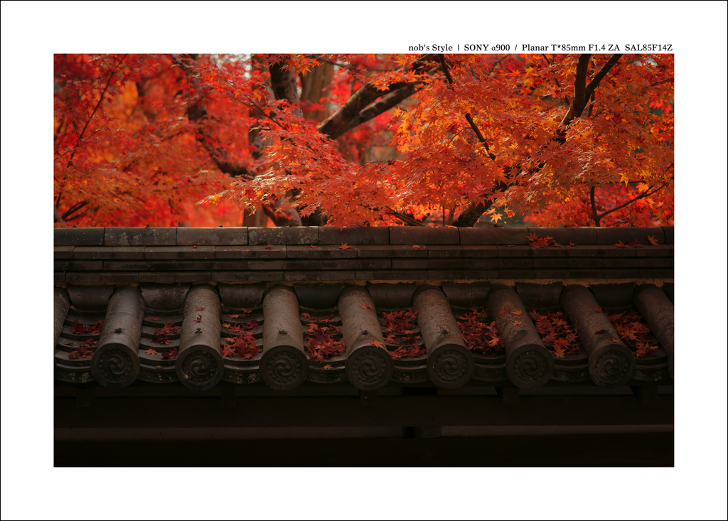 京都 | 秋の旅路　 14