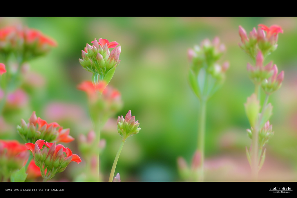 GREENHOUSE　＜ 10 ＞