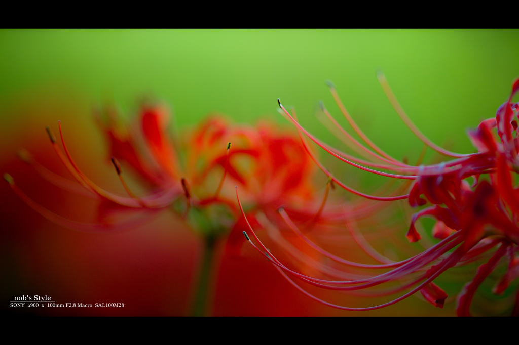 Lycoris