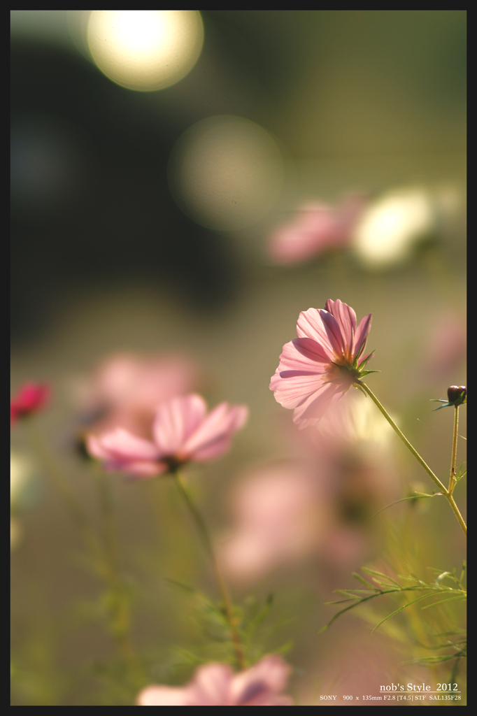 秋 桜。 ～ 陽のあたる場所 ～