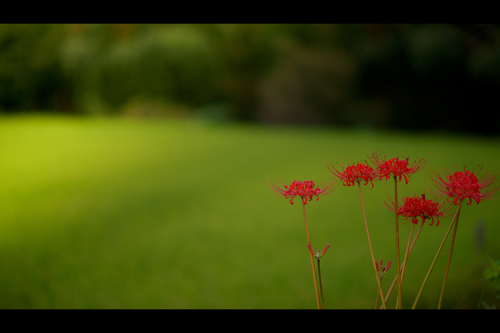 season