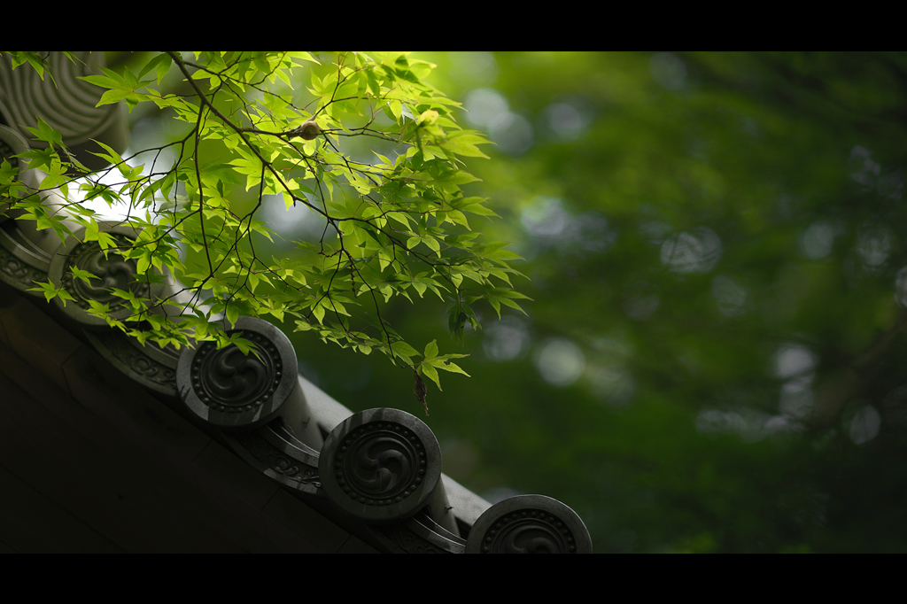 Green day #04