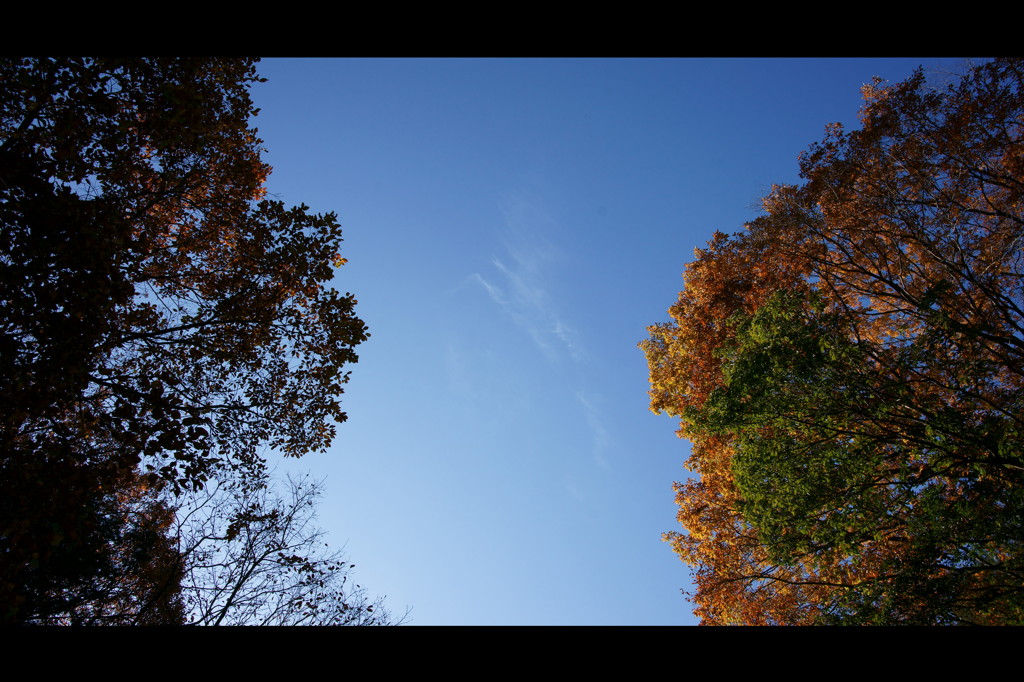 紅葉 x 青空