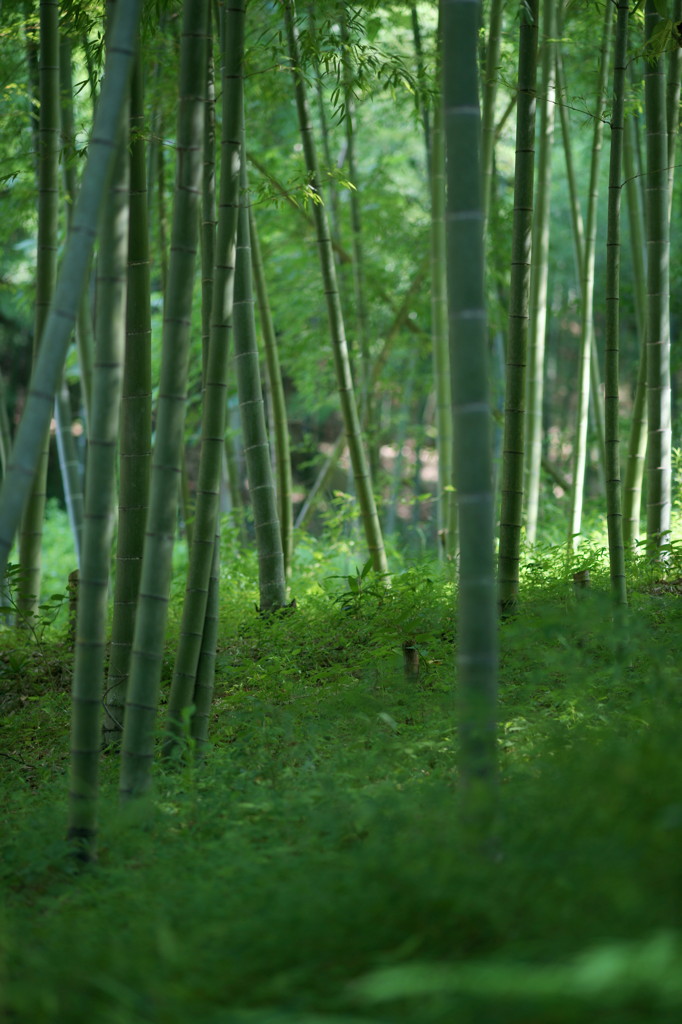 竹 空 間
