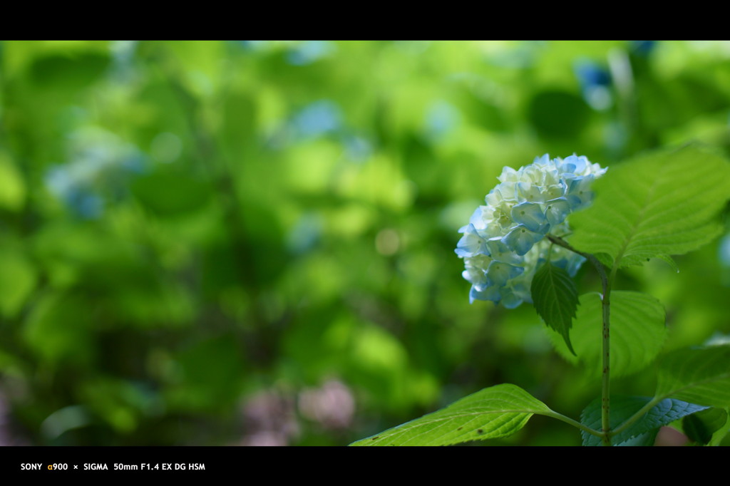 2011紫陽花 　14