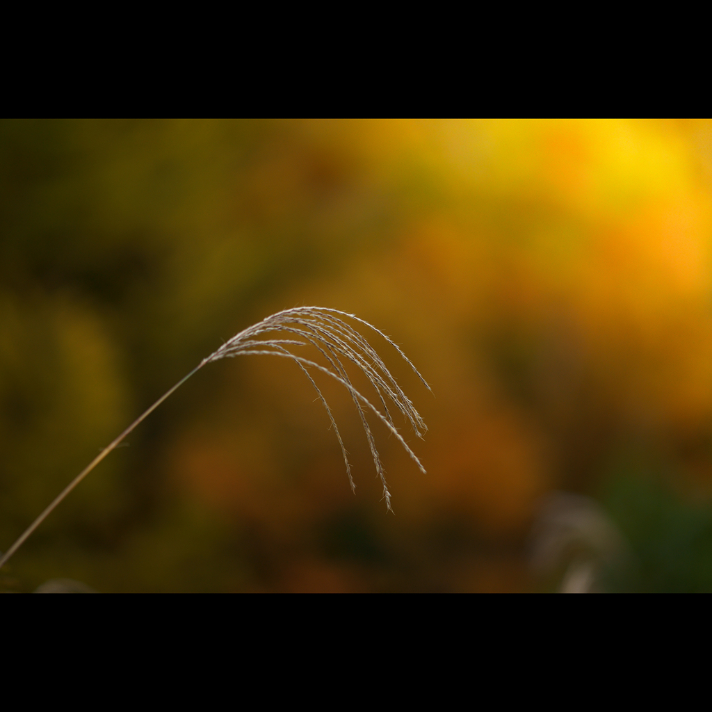 autumnal tone