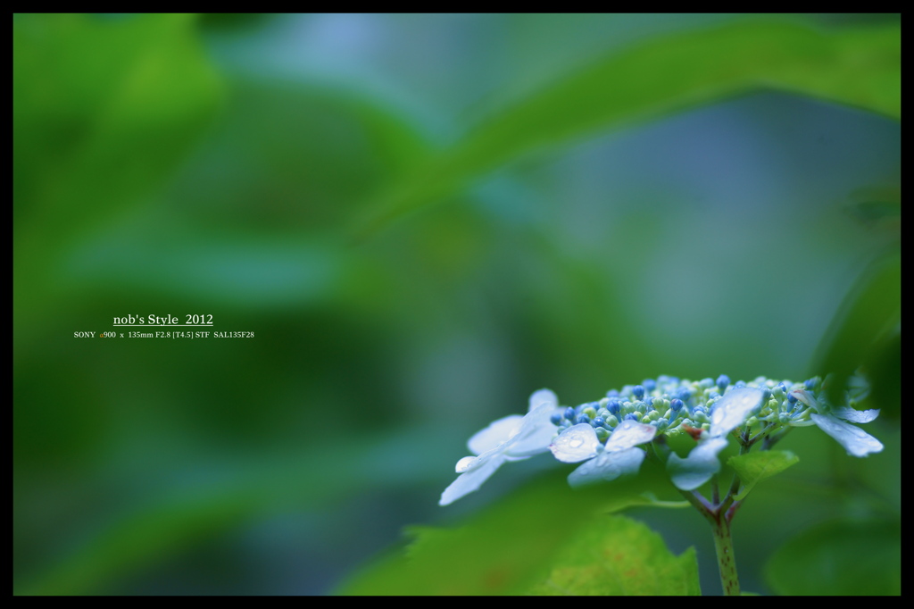 2012紫陽花　06