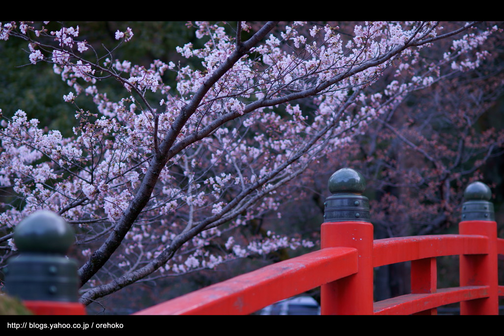 お寺 x 桜。　< II >