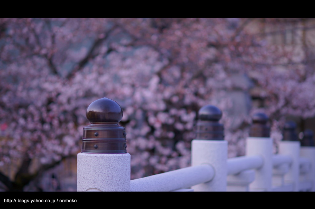 お寺 x 桜。　< III >