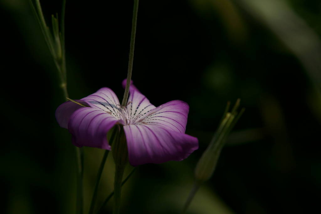 ひとつの花。