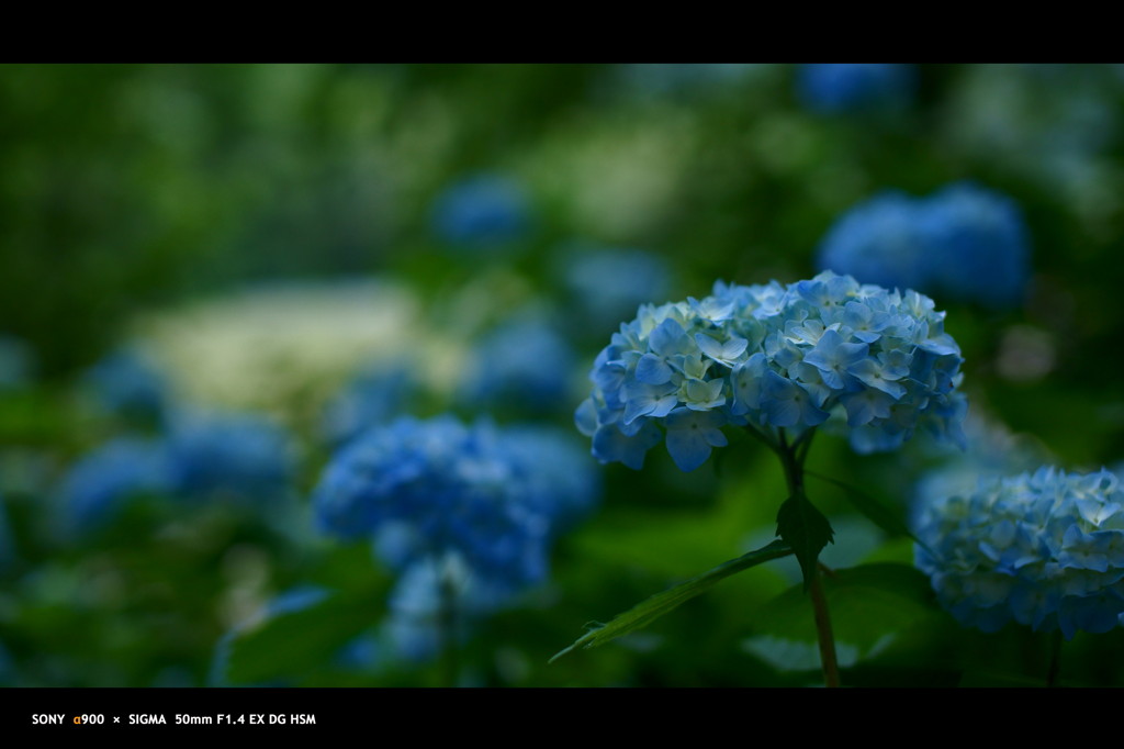 2011紫陽花 　18