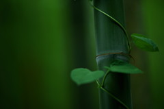 竹と蔓。