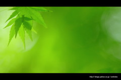 風。　～ 手をあわせて ～