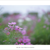 秋 桜　#01