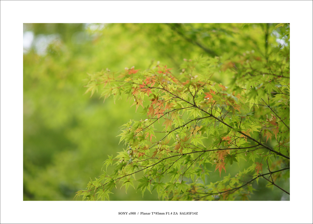 ‐ Autumn ‐　#sign