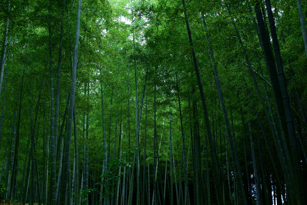 竹林。