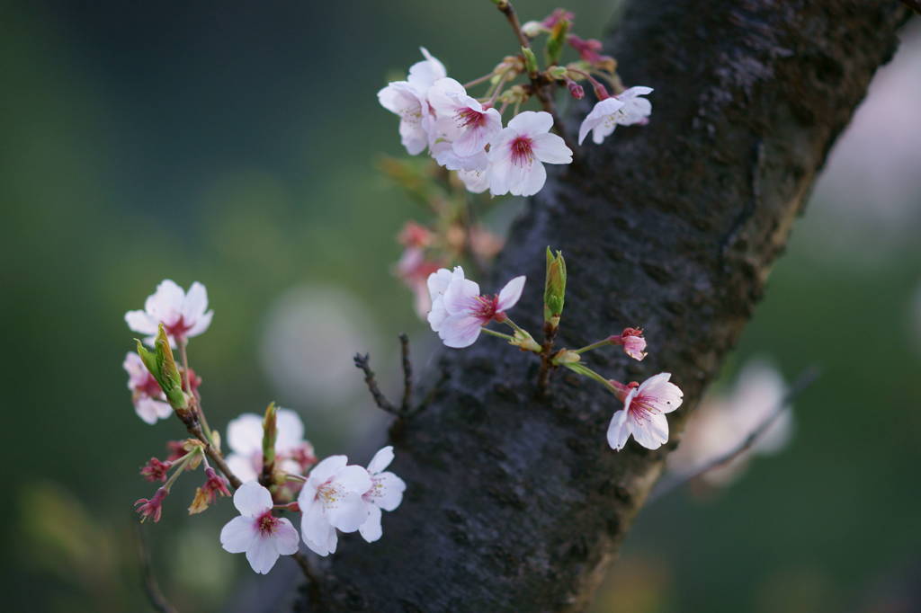 踊る桜。