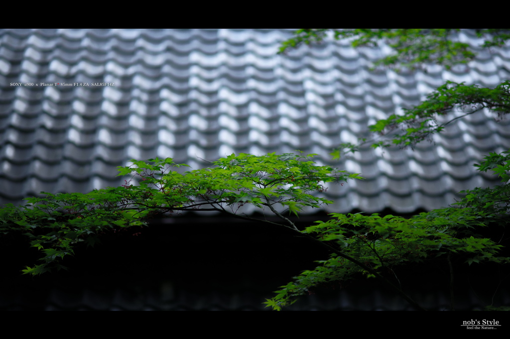 新緑×参道　＜ 07 ＞