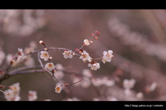 小さな春。