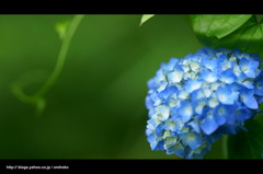 紫陽花。　