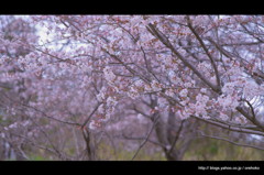 桜な日々。。。