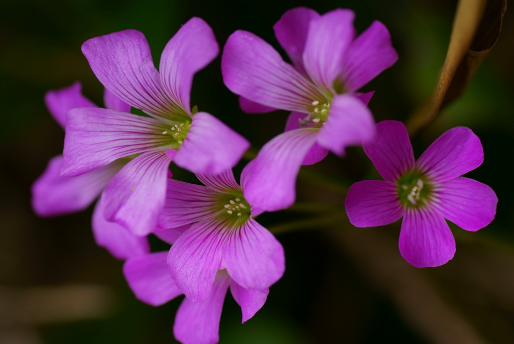 小花