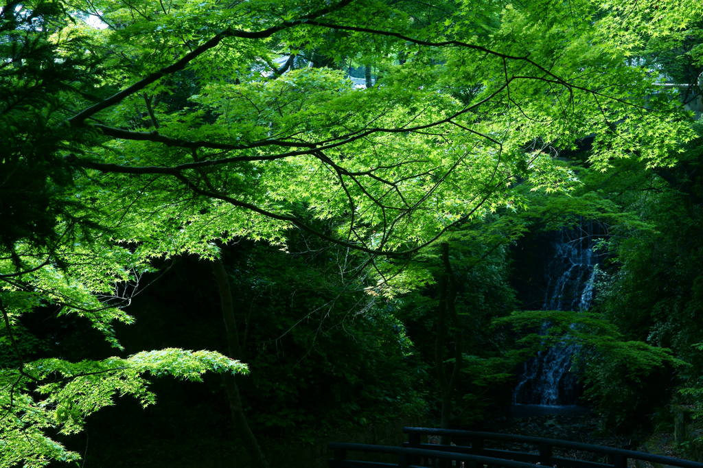 緑、感じる。