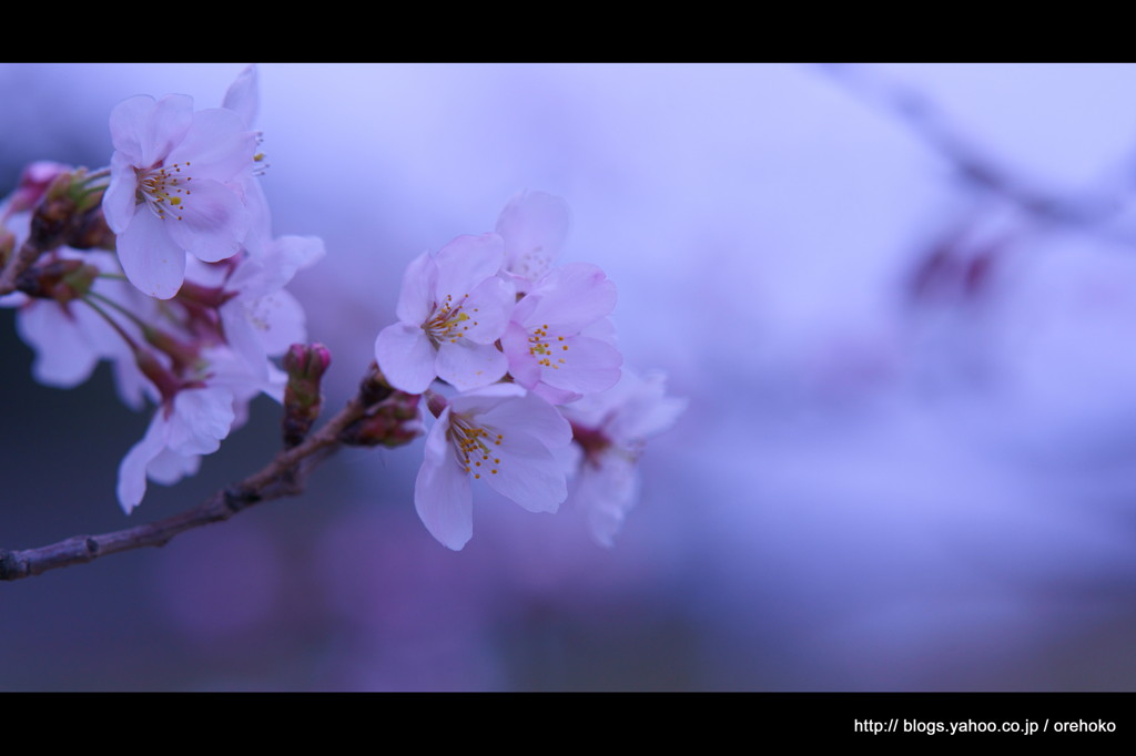 sakura
